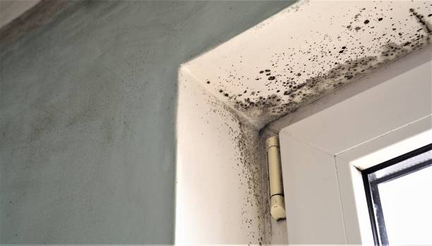 Best Water Damage & Mold Remediation  in Rome, NY