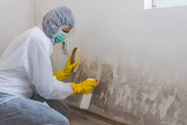 Forensic Mold Investigation in Rome, NY