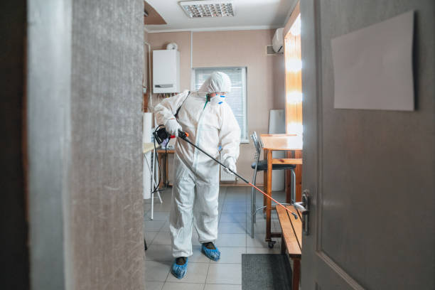 Reliable Rome, NY Mold Removal Solutions