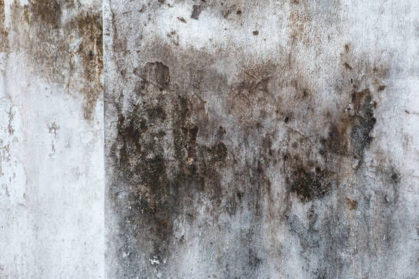 Best Attic Mold Removal  in Rome, NY