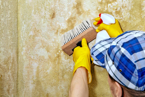 Best Emergency Mold Remediation  in Rome, NY