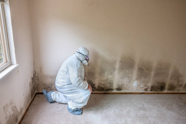 Mold Documentation for Insurance Claims in Rome, NY