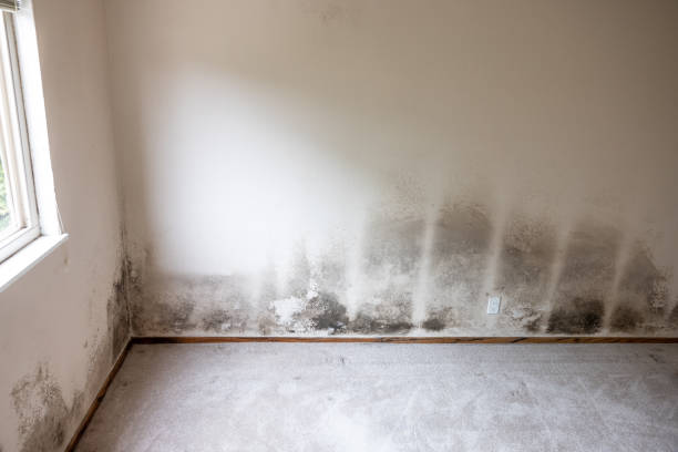 Best Dehumidification Services  in Rome, NY