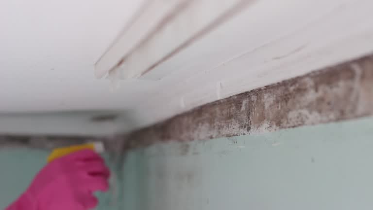 Dehumidification Services in Rome, NY